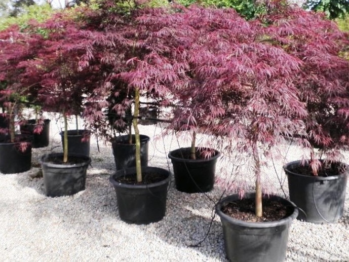 Acer Palmatum Red Select Weeping Japanese Maple Lupon Gov Ph