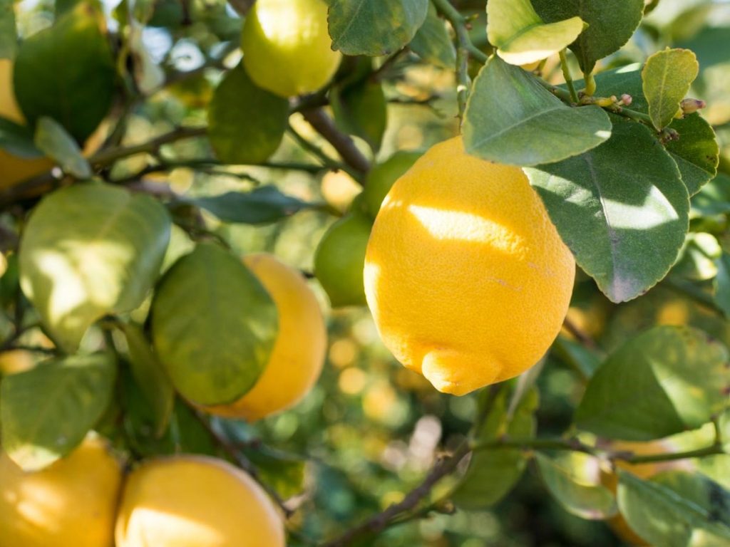 Lemon Tree Lemonicious - Plants for Spaces