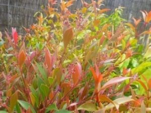 Lilly Pilly Forest Flame - Plants for Spaces