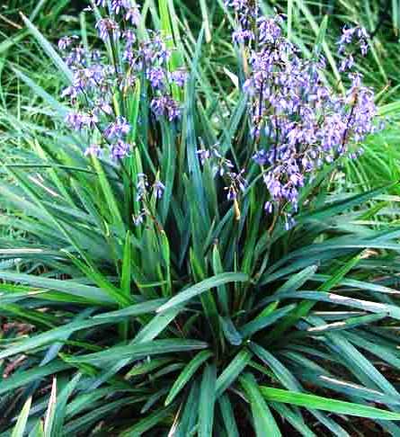 Dianella 'Clarity Blue™', Flax Lily 'Clarity Blue' in GardenTags plant  encyclopedia