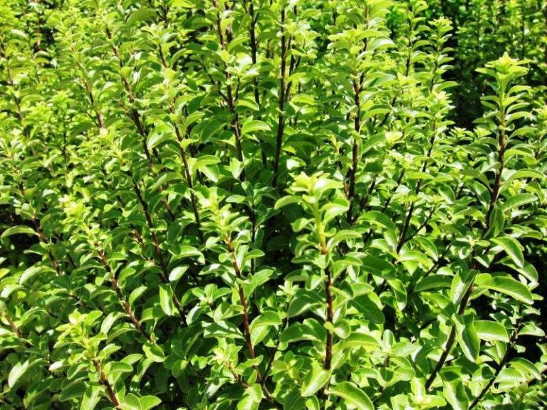 Pittosporum Green Pillar - Plants for Spaces