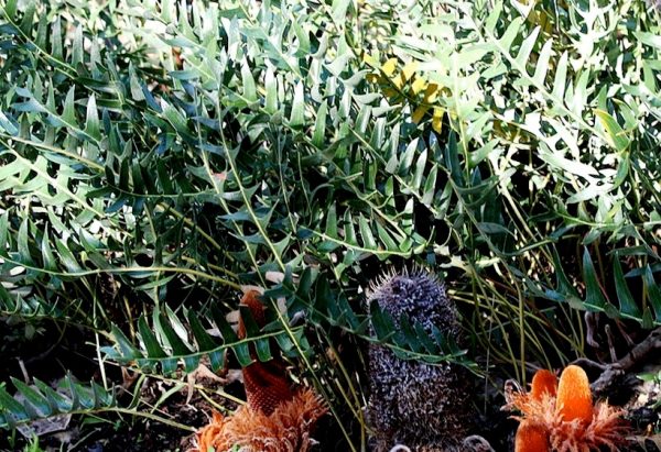 Groundcover Banksia blechnifolia