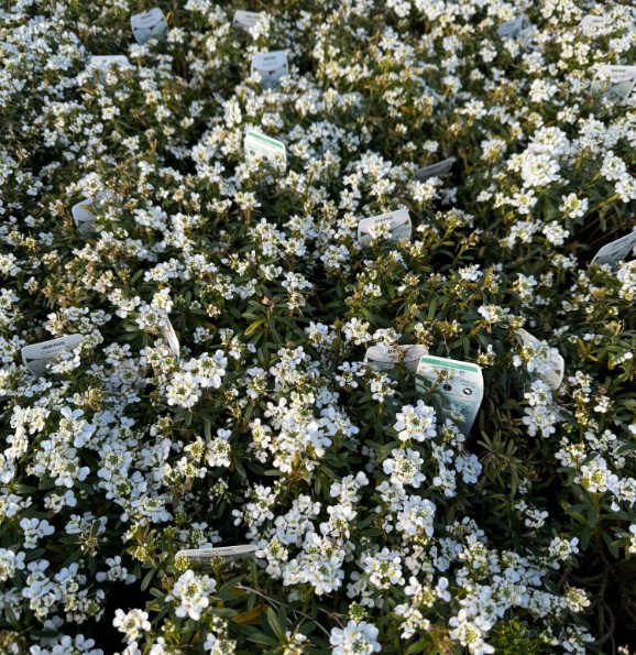 Candytuft