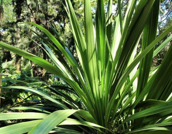 Giant Spear Lily