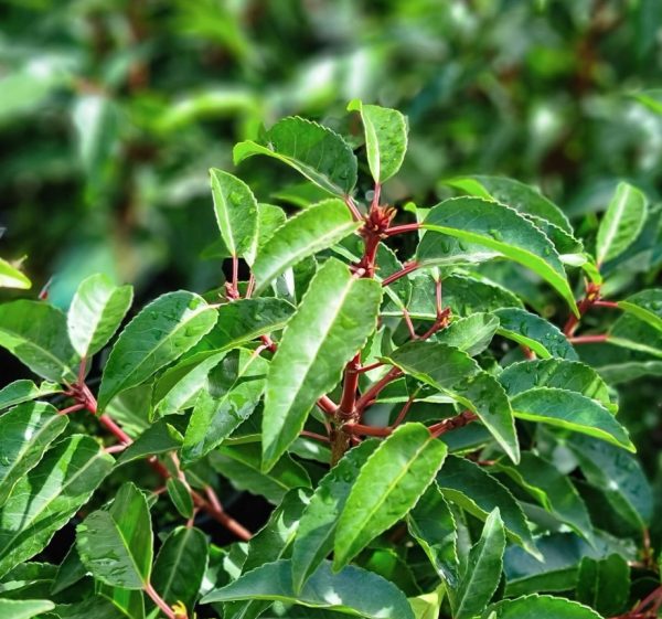 Portuguese Laurel