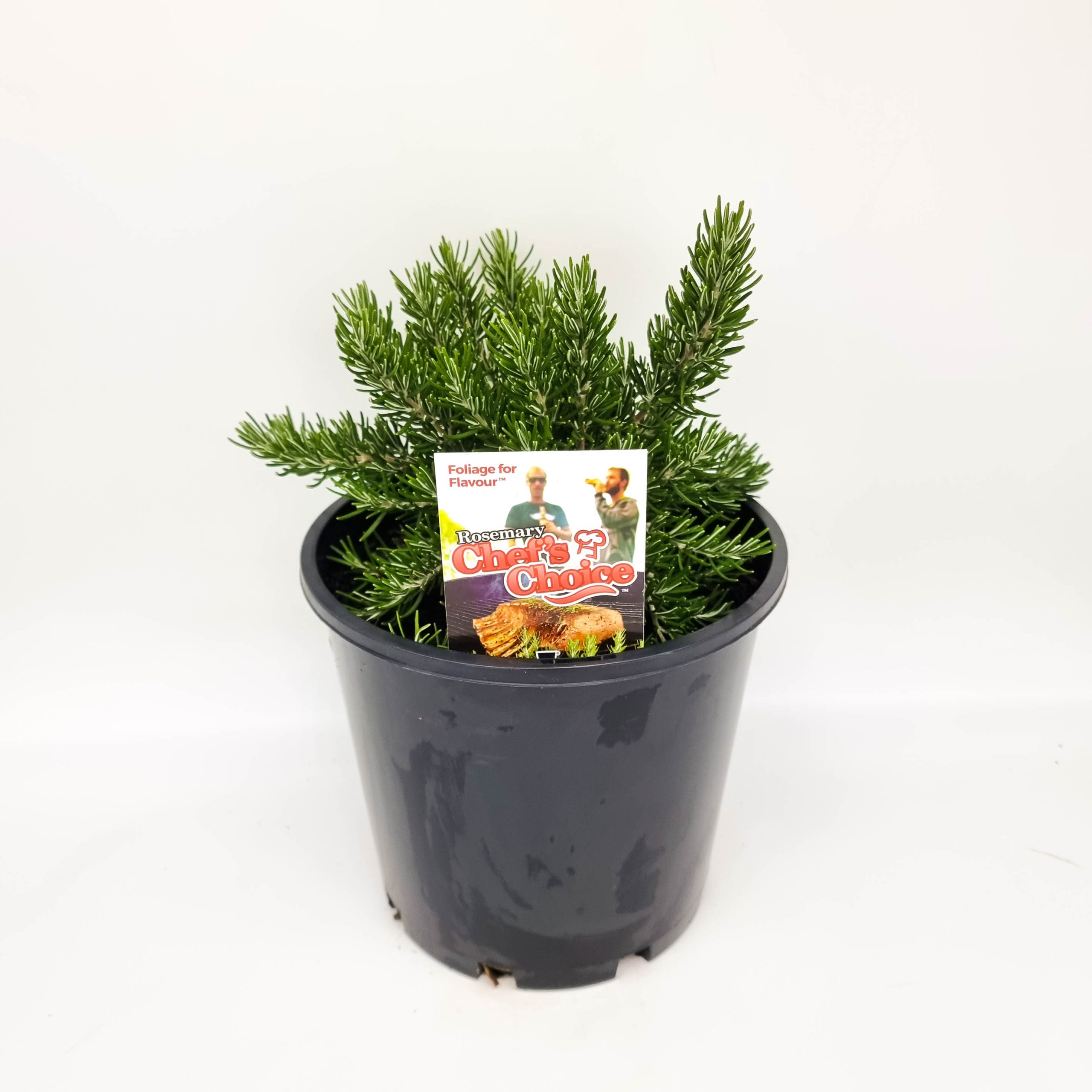 Chef's Choice® Culinary Rosemary