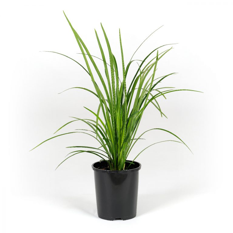 Liriope Evergreen Giant - Plants for Spaces