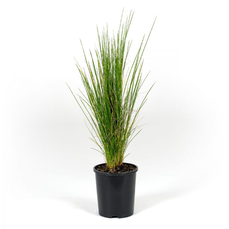 Poa Tussock Grass - Plants for Spaces