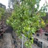 Ornamental Pear Pyrus Capital 40cm Pot