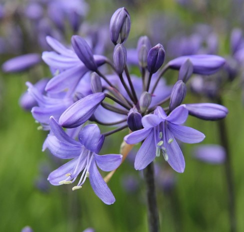 Agapanthus Baby Blue