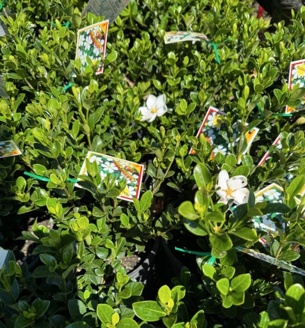 Gardenia Grandiflora Star