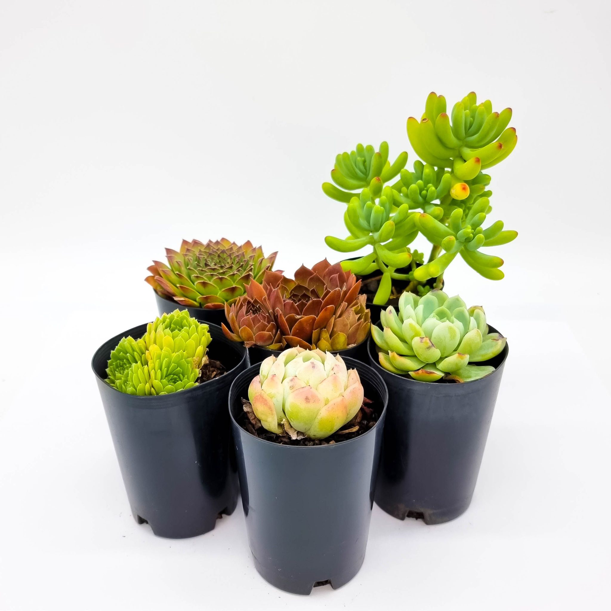 Succulents Assorted Plants For Spaces 7332