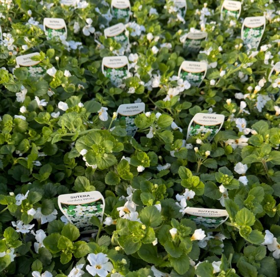 Sutera cordata Snowflake White Bacopa