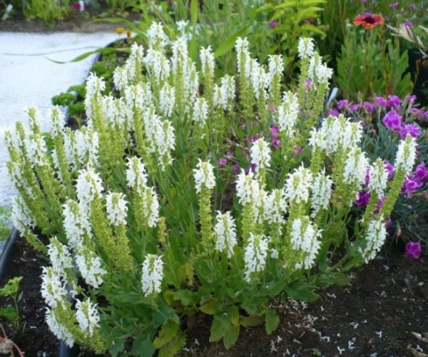 Salvia Sensation White
