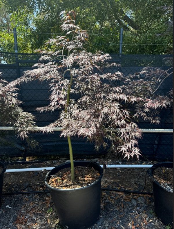 Weeping Maple Tree Inaba Shidare 60cm