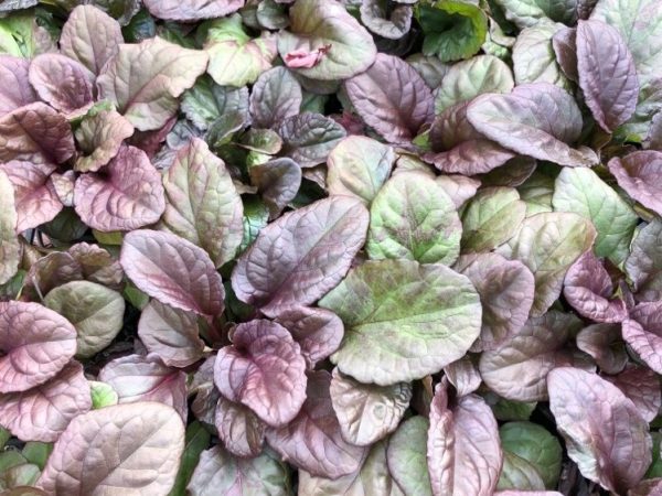 Ajuga Caitlins Giant