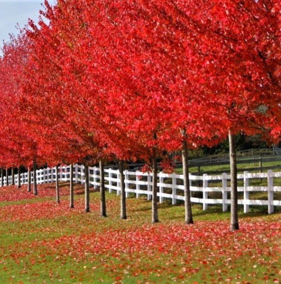 Autumn Blaze Maple Tree