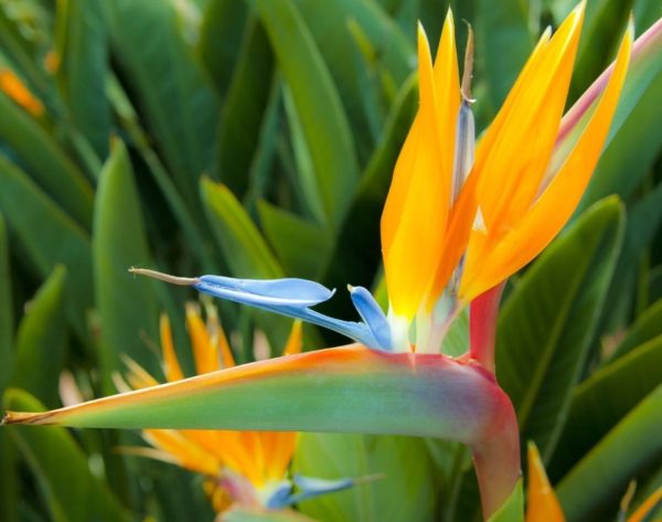 Bird of Paradise