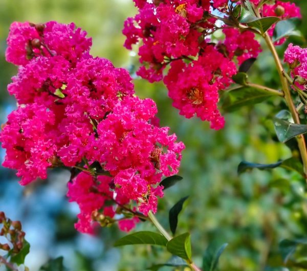 Crepe Myrtle Tuscarora