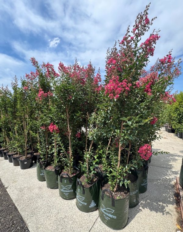 Crepe Myrtle Tuscarora Pink Flower