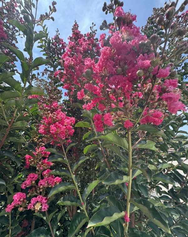 Crepe Myrtle Tuscarora Pink Flower 45L