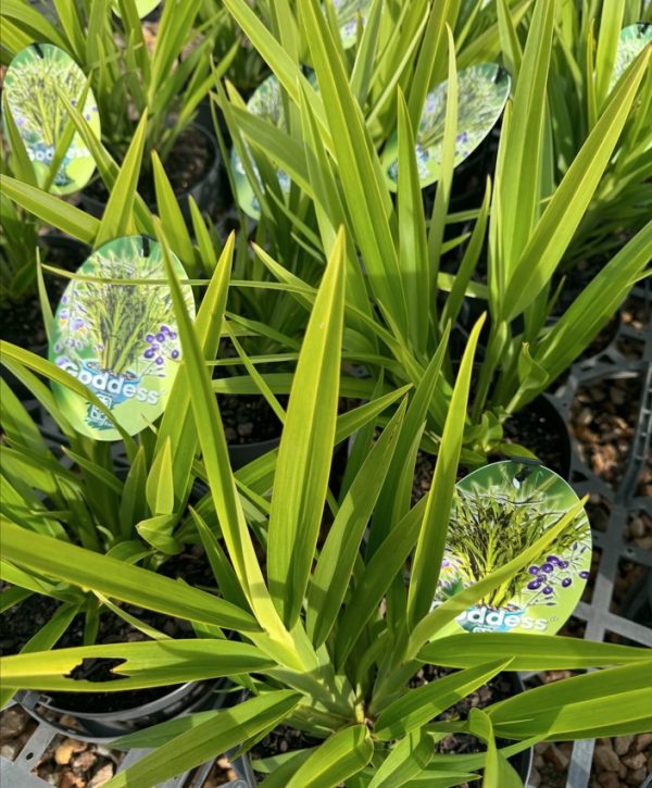 Dianella caerulea Goddess