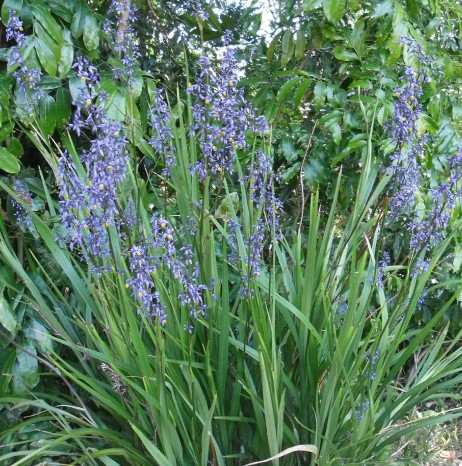 Dianella caerulea Blue Flax Lily