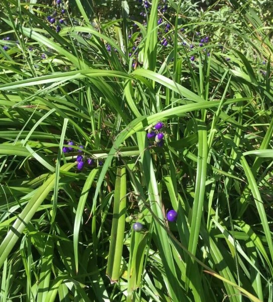 Dianella Revoluta