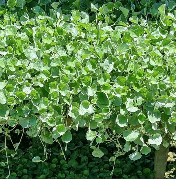 Dichondra Silver Falls