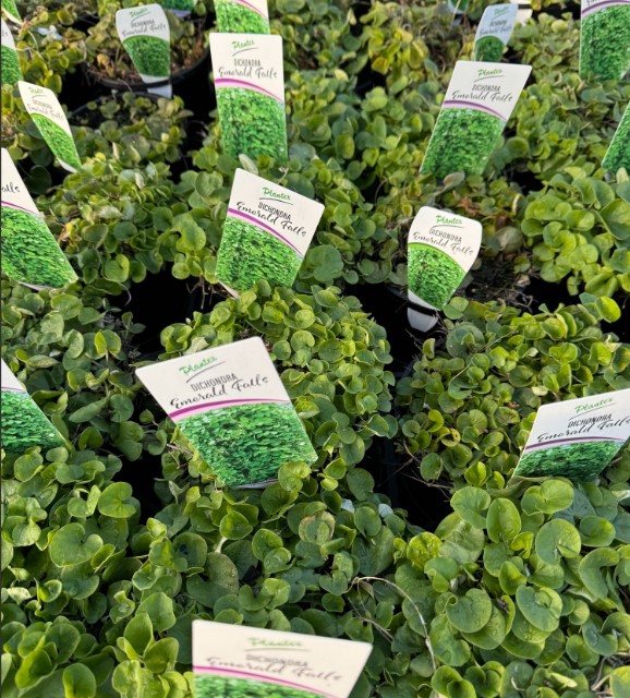 Dichondra repens Emerald Falls