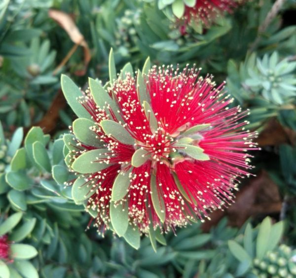 Little John Dwarf Bottlebrush