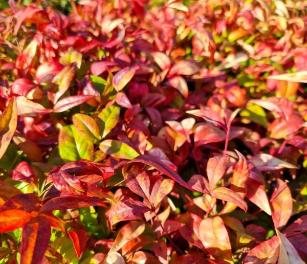 Nandina Dwarf