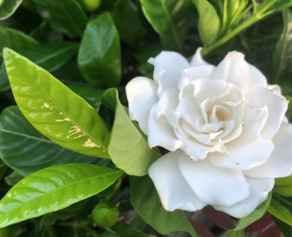 Gardenia Florida