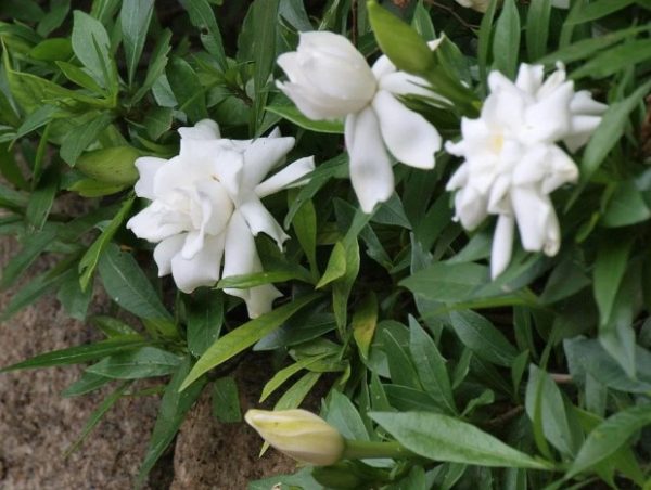 Dwarf Gardenia Radicans