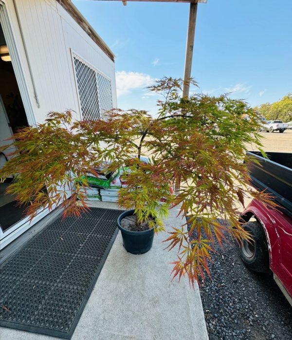 Weeping Maple Tree Germaines Gyration 40cm