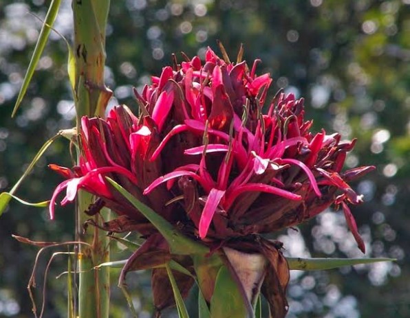 Gymea Lily