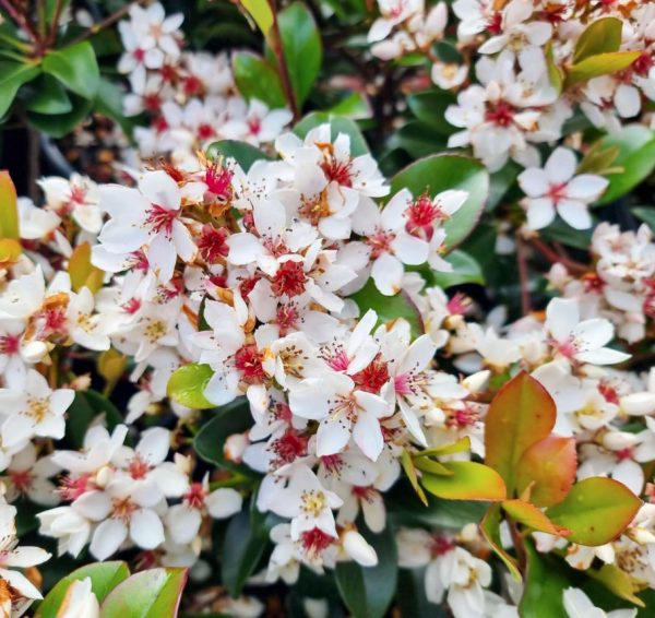 Indian Hawthorn Snow Maiden