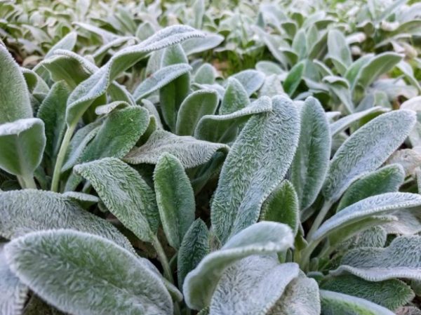 Lambs Ear Stachys lanata