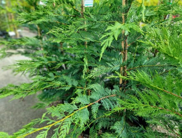 Leightons Green Pine Tree Foliage