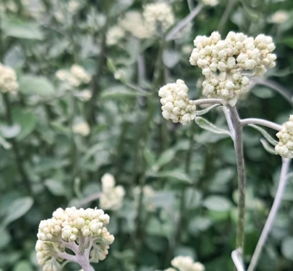 Licorice Plant