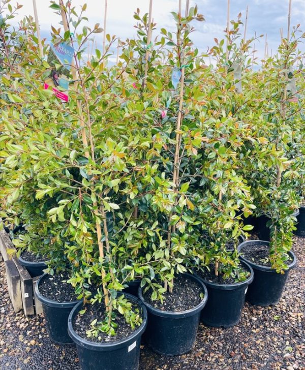 Lilly Pilly Upright and Tight - Plants for Spaces