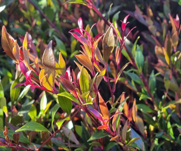 Lilly Pilly Forest Flame Native Hedge