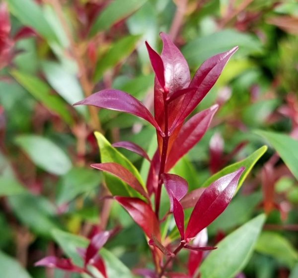 Lilly Pilly Cherry Surprise Foliage