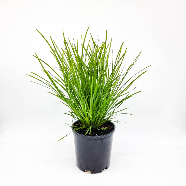 Lomandra Lime Tuff - Plants for Spaces