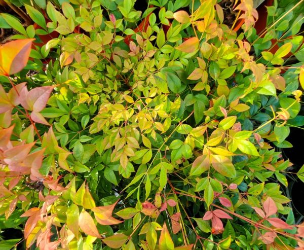 Nandina Gulf Stream