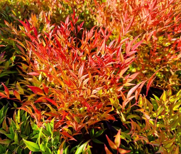 Nandina Moon Bay