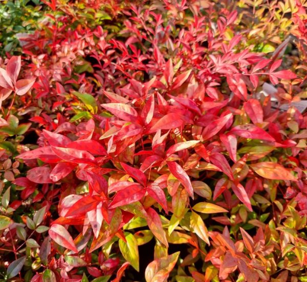 Nandina Obsession