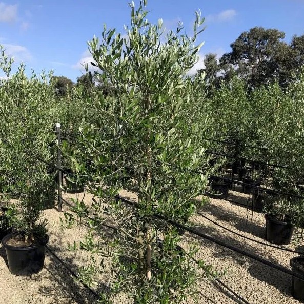 Ornamental Olive Tree Tolleys Upright