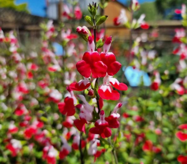 Salvia Hot Lips