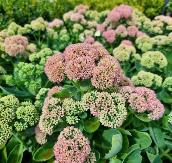 Sedum Autumn Joy